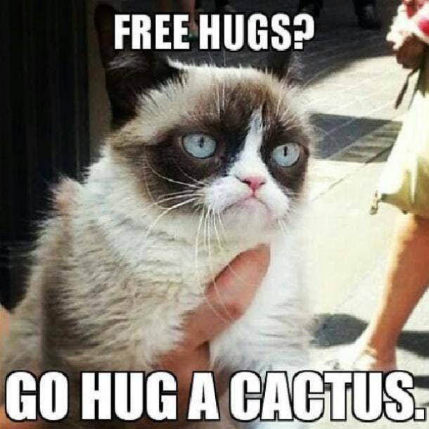 21 Best Grumpy Cat Memes And Funny Quotes About Love And Life Yourtango